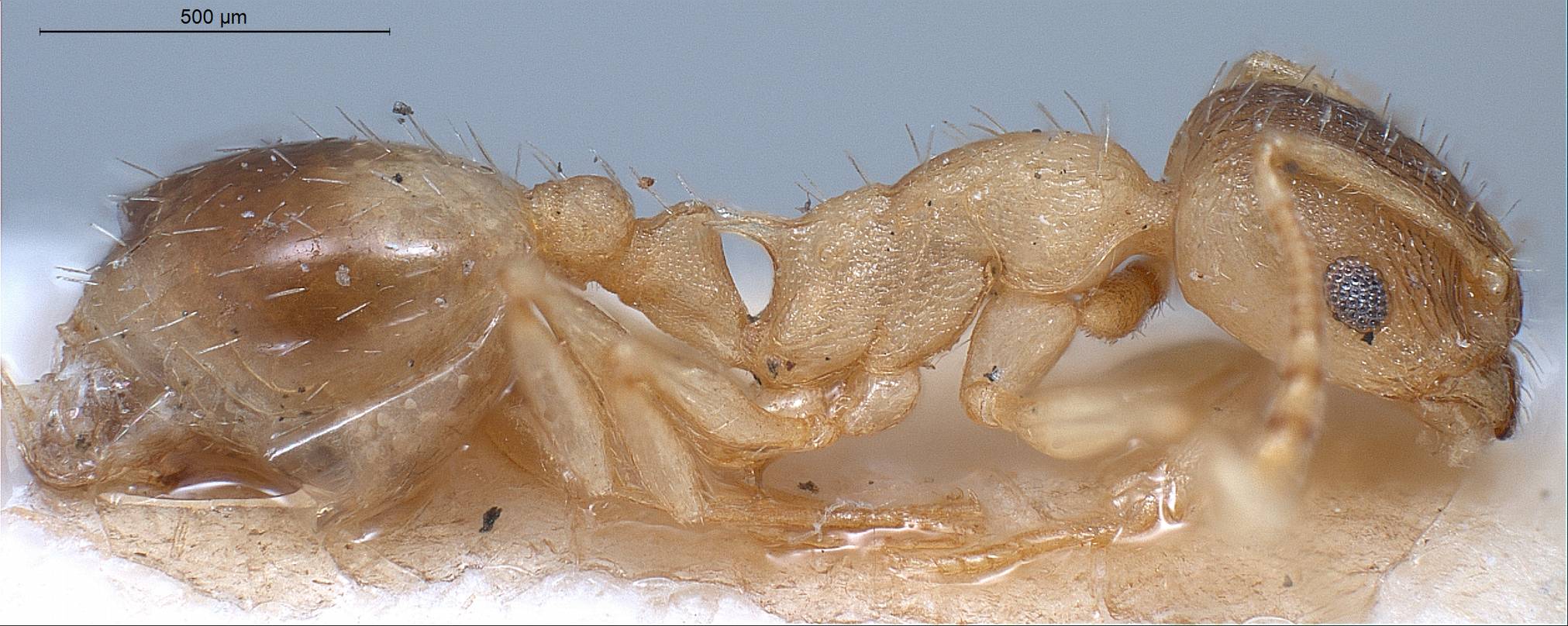 Temnothorax lichtensteini, vista laterale (profilo)