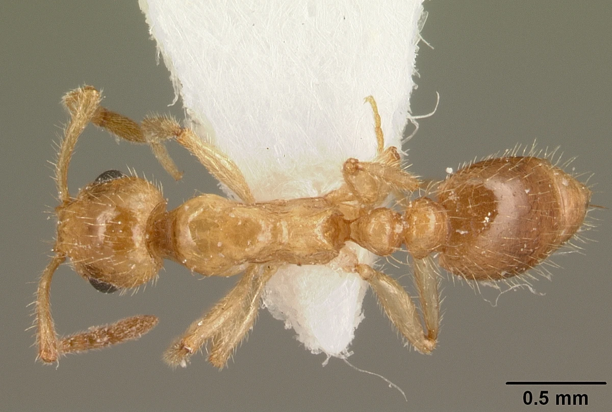 Temnothorax muellerianus, vista dorsale