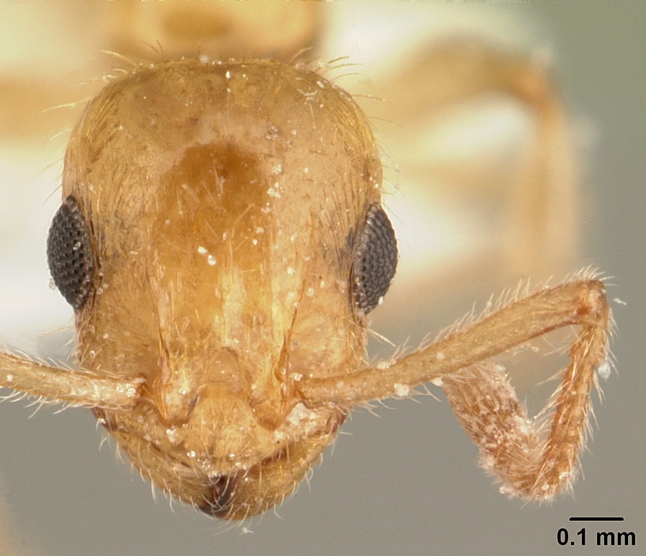 Temnothorax muellerianus