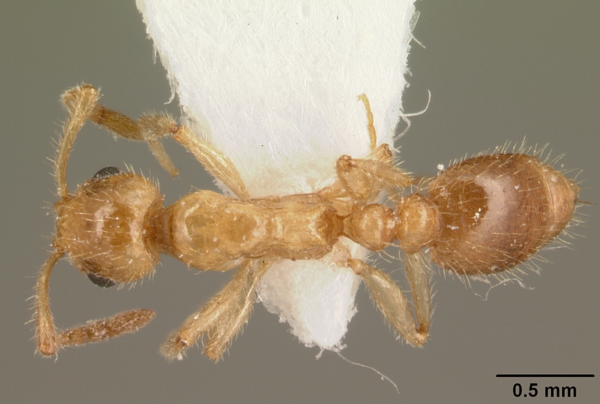 Temnothorax mullerianus, vista dorsale