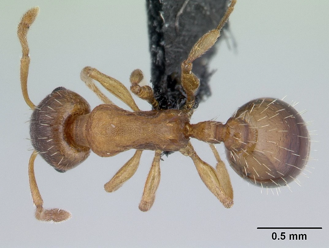 Temnothorax nylanderi, vista dorsale