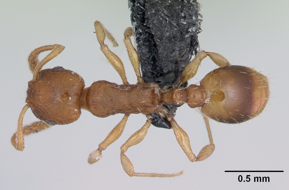 Temnothorax parvulus, vista dorsale