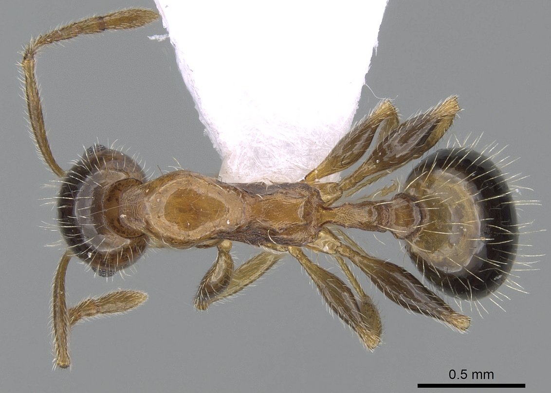 Temnothorax recedens, vista dorsale