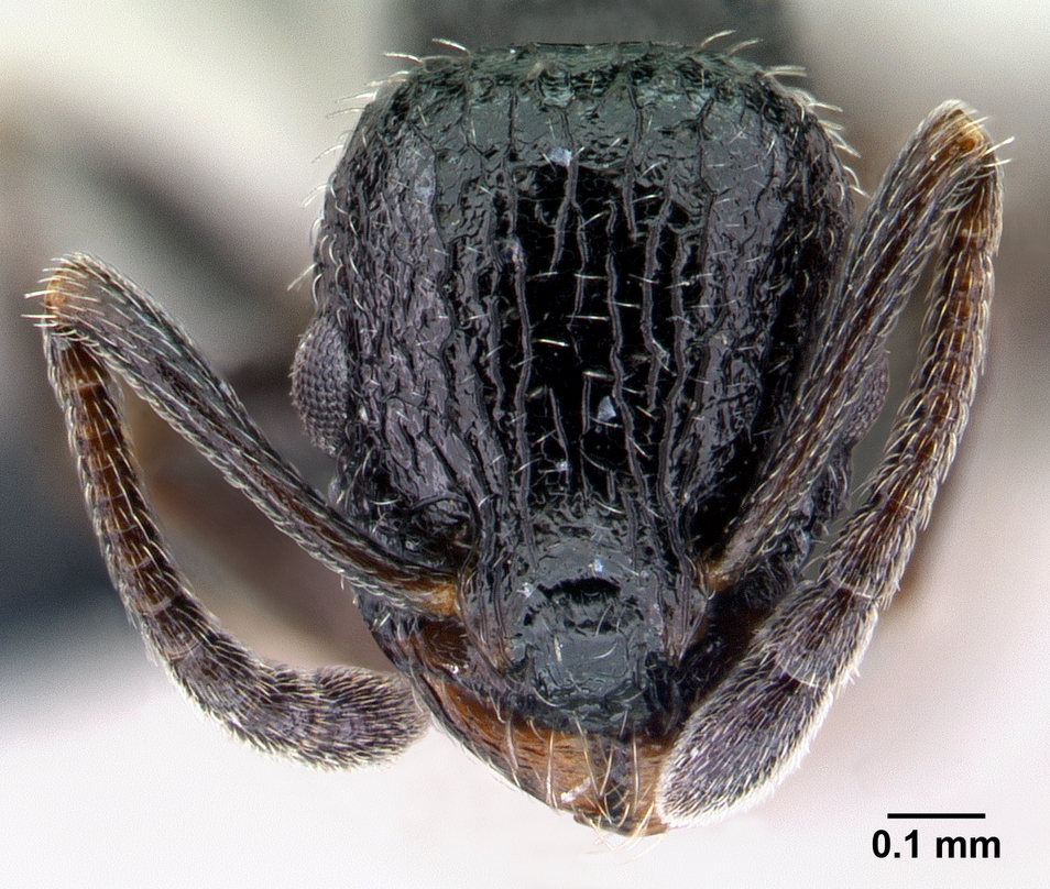 Temnothorax rottenbergii