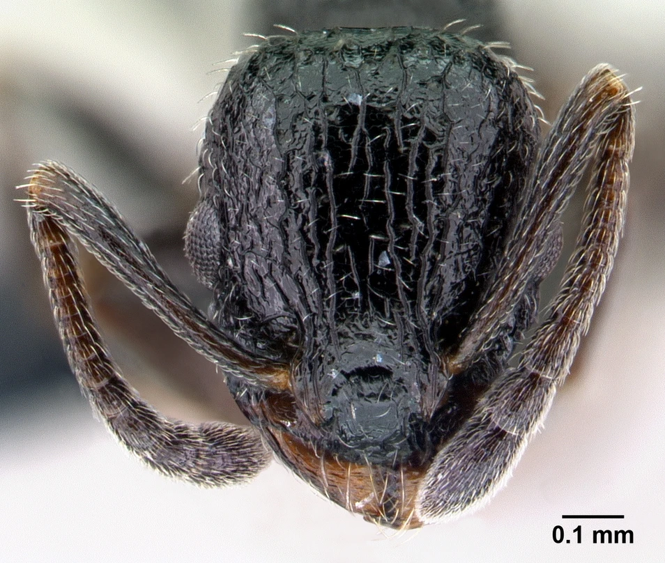 Temnothorax rottenbergii