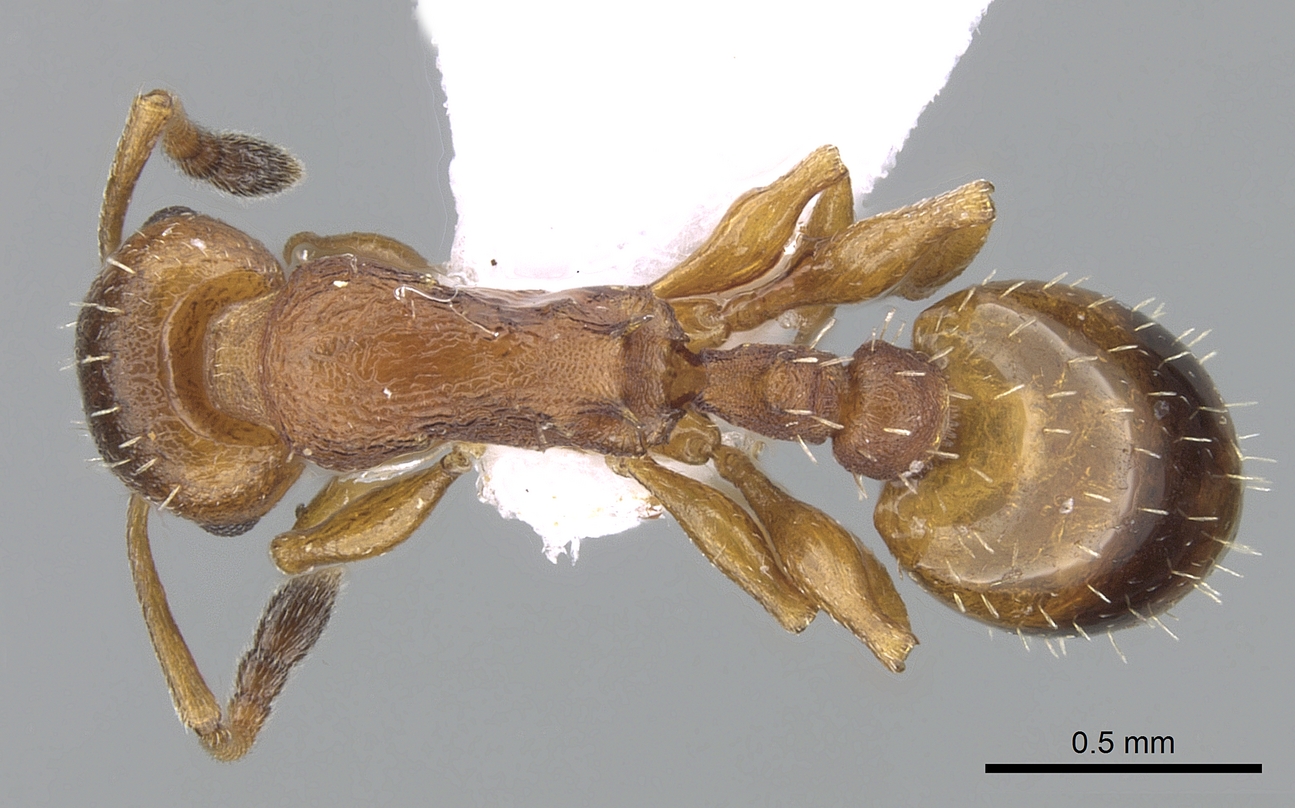 Temnothorax tuberum, vista dorsale