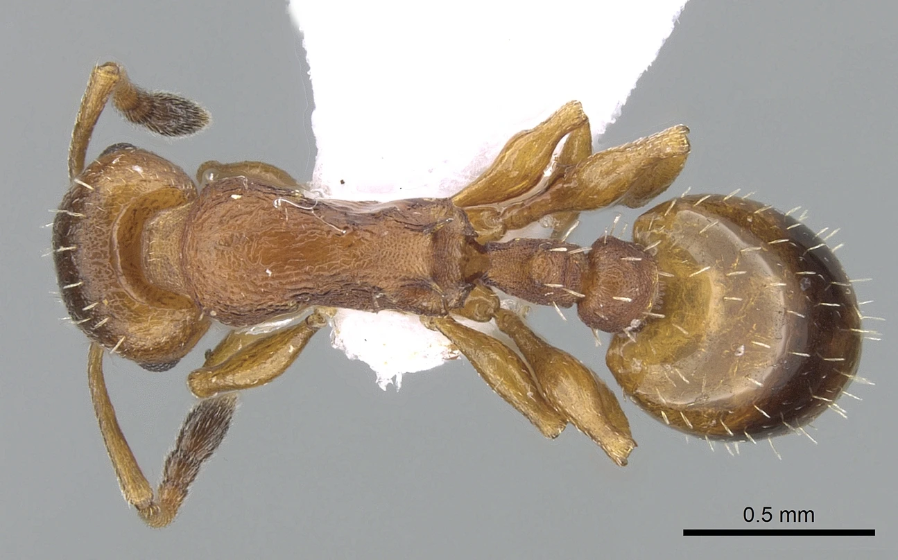Temnothorax tuberum, vista dorsale