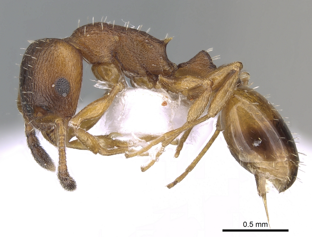 Temnothorax tuberum, vista laterale (profilo)
