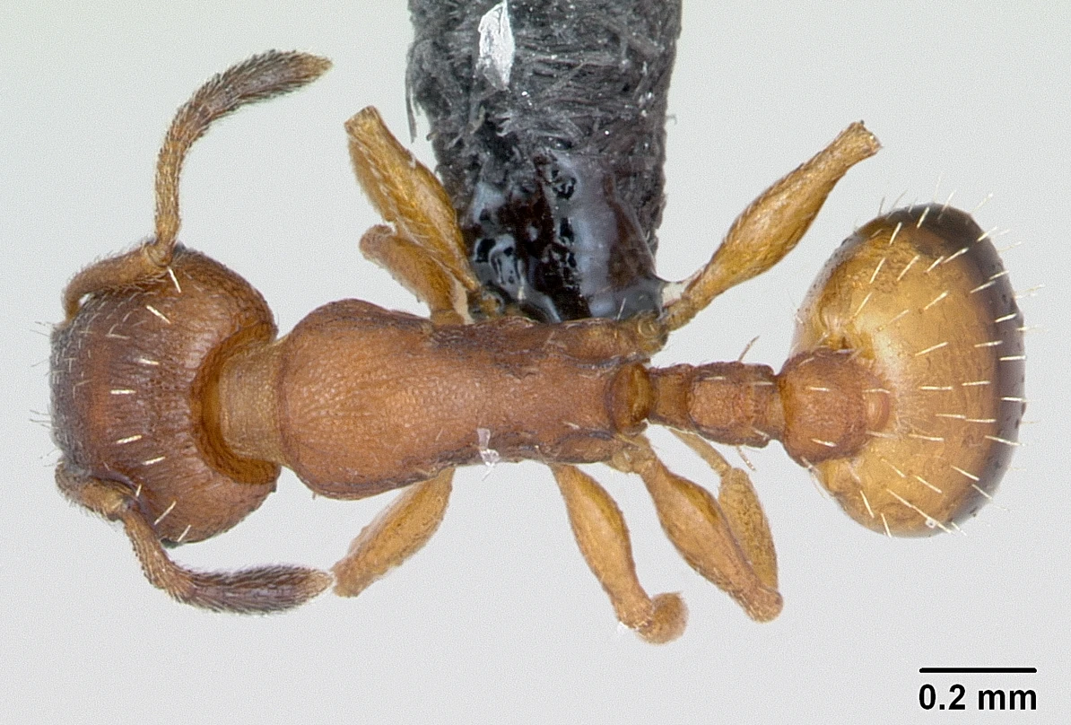 Temnothorax unifasciatus, vista dorsale