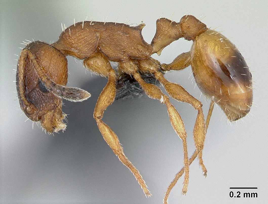 Temnothorax unifasciatus, vista laterale (profilo)