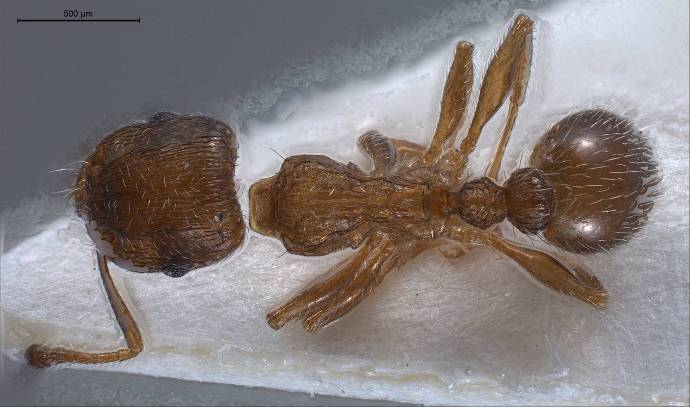 Tetramorium caespitum, vista dorsale