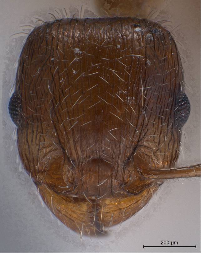 Tetramorium caespitum