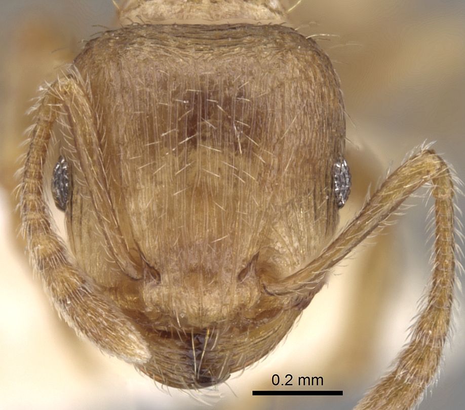 Tetramorium meridionale