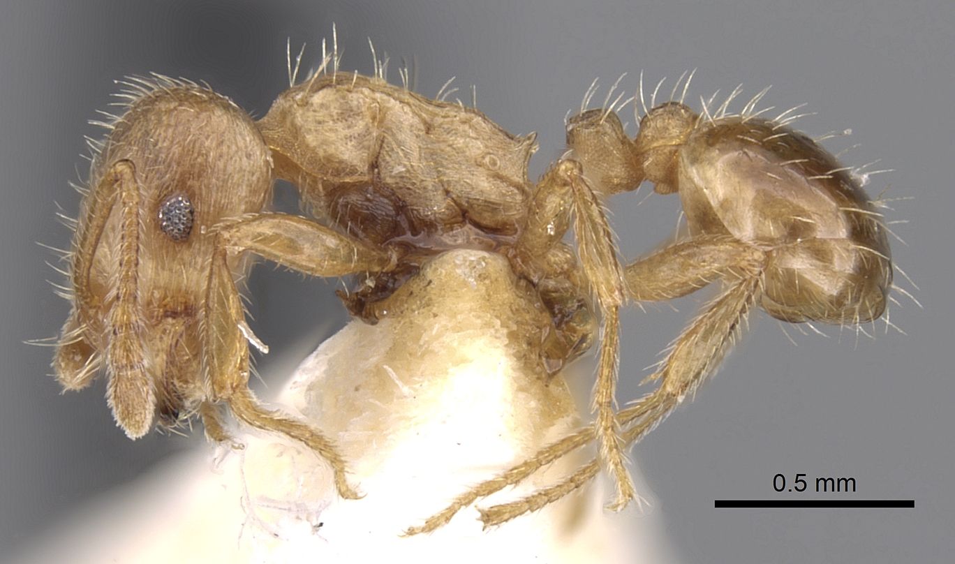 Tetramorium meridionale, vista laterale (profilo)