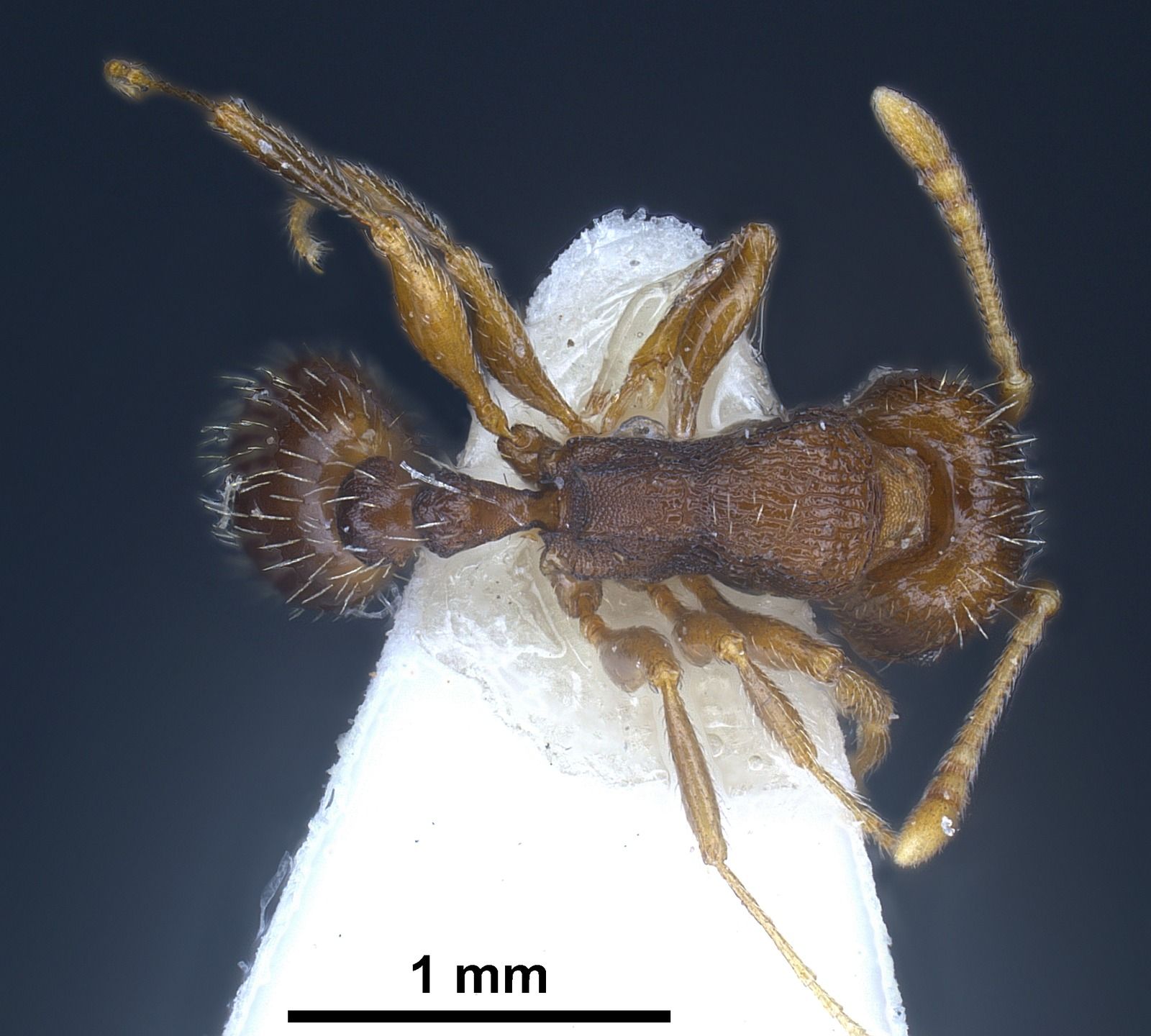 Tetramorium moravicum, vista dorsale