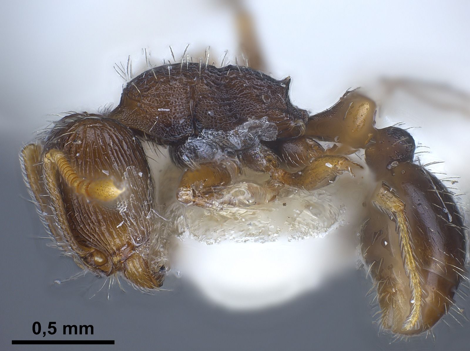 Tetramorium moravicum, vista laterale (profilo)