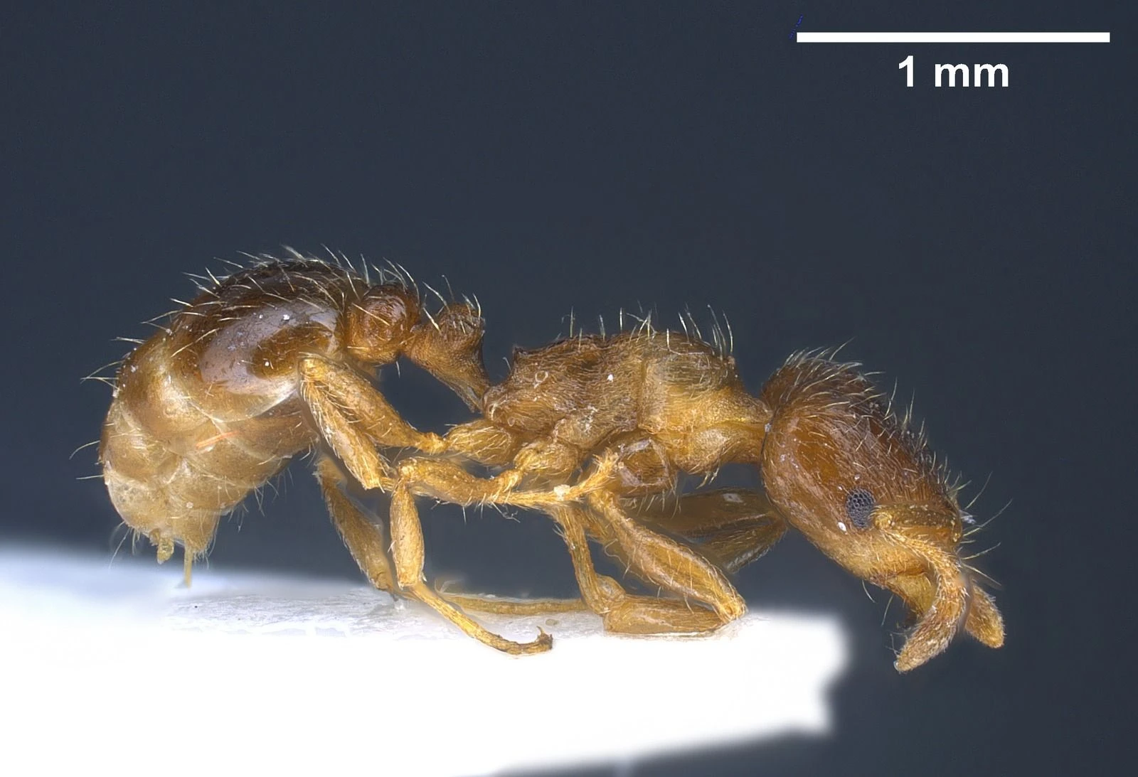 Tetramorium semilaeve, vista laterale (profilo)